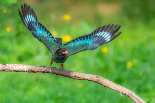 istock Birds in the wildlife 2185114344