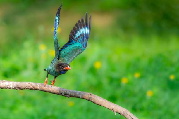 istock Birds in the wildlife 2185114446