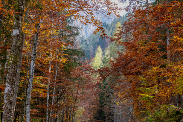 Autumn foliage colouring in a beech forest. (Austrian mountain region)