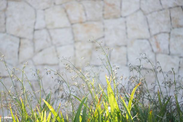 Green texture with plant on stone wall background