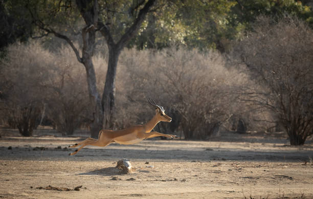 istock A male  impala (Aepyceros melampus) running, in mid-air. 2185117369