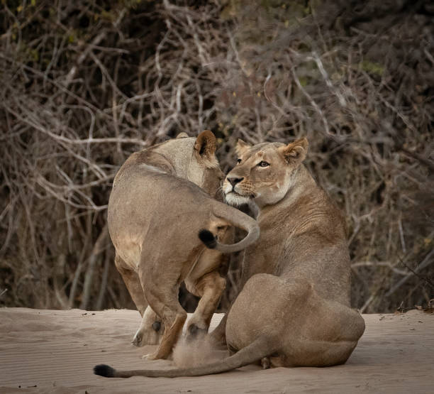 istock A photograph of two lionesses greeting each other 2185117411
