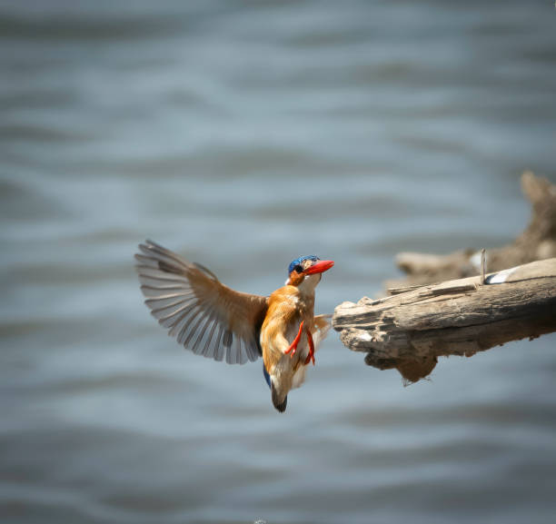 istock A Malachite kingfisher (Corythornis cristatus) in mid-air, landing on a branch by a river. 2185117413