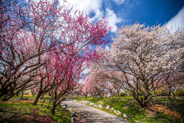 Inabe City Agricultural Park: Weeping plum blossoms in full bloom