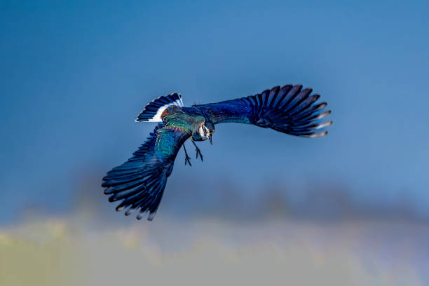 istock Flying birds in the wildlife 2185118235