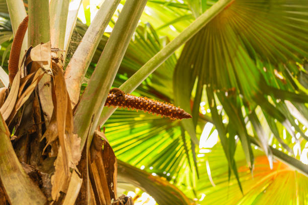 Male Inflorescence Of A Coco De Mer In The Rainforest Of Vallée De Mai - A Unesco World Heritage Site