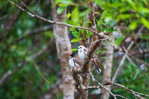 istock A Pair of Red-Whiskered Bulbuls Perched Amidst Lush Greenery 2185118390