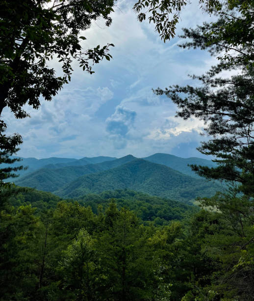 Look out at the tranquil blue ridge mountains in north carollina as they fade into the cloudy sky. The forest is lush and the tall trees frame your view as you look out over the forest on a summer afternoon.