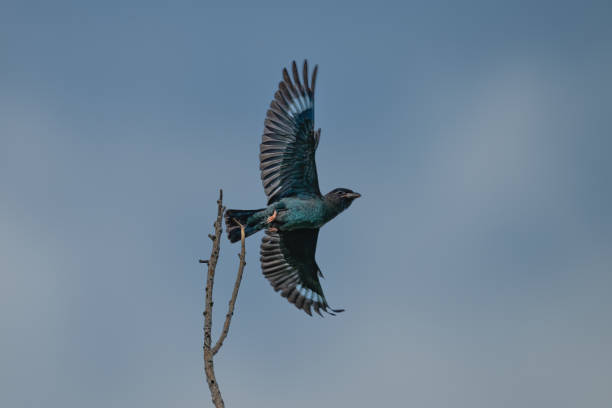 istock Flying birds in the wildlife 2185118440