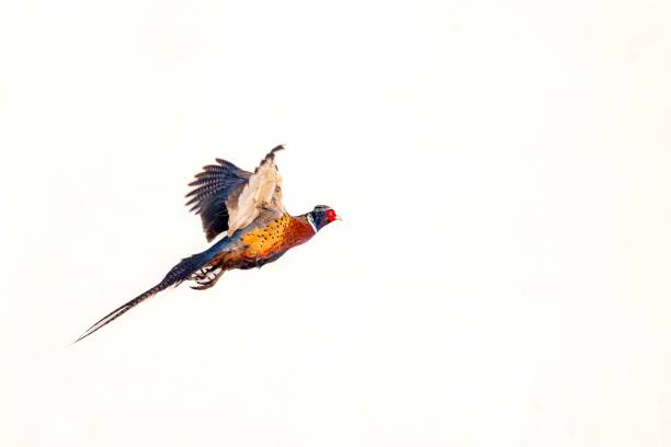 istock Flying birds in the wildlife 2185118490