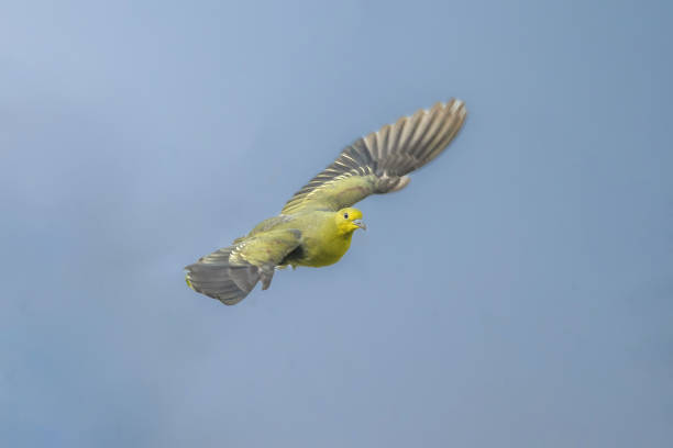 Flying birds in the wildlife