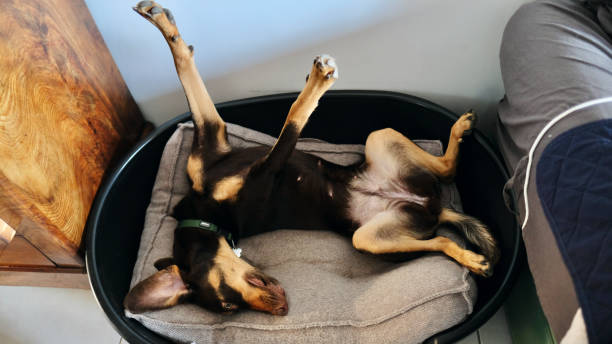 Crazy dog in its basket.