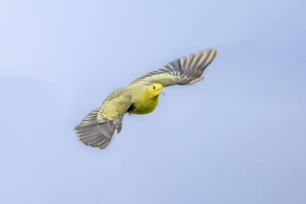 Flying birds in the wildlife
