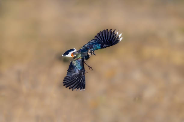 istock Flying birds in the wildlife 2185119946