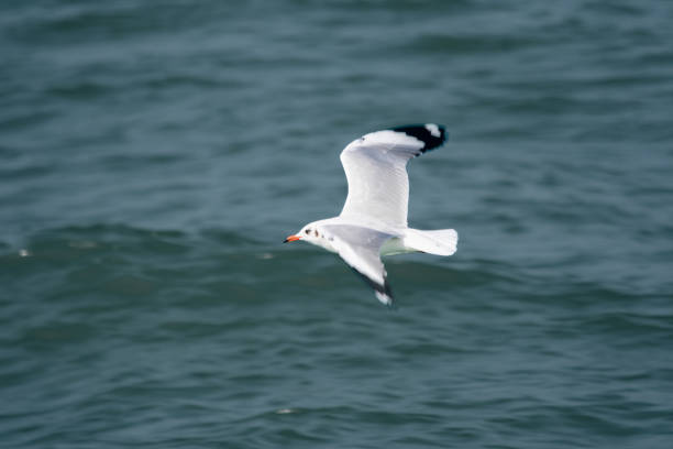 This new footage captures a seagull in mid-flight over the ocean, showcasing the bird's graceful and effortless gliding. The seagull's wings are spread wide as it soars above the calm, blue waters, creating a serene and peaceful scene. This high-resolution video is perfect for nature and wildlife enthusiasts, as well as for use in travel and coastal-themed projects. The footage highlights the beauty and freedom of avian life in its natural habitat, making it a compelling choice for various visual projects.