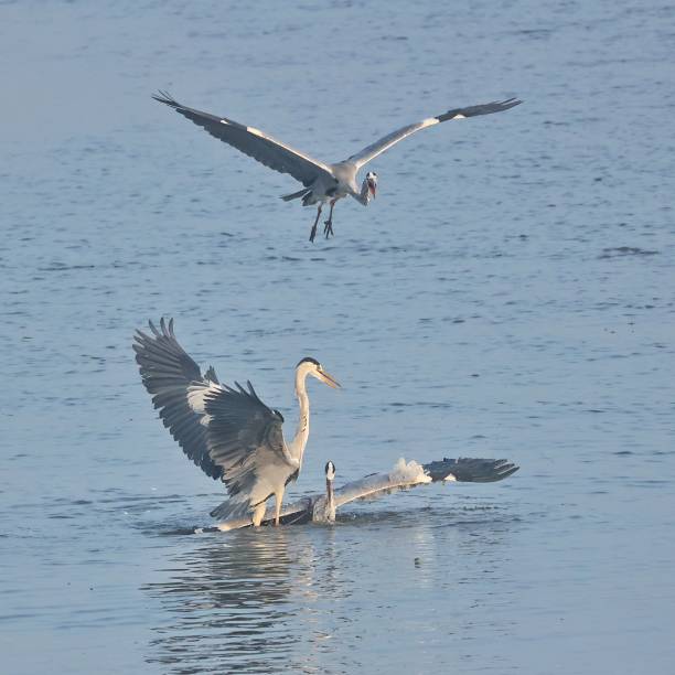 istock Flying birds in the wildlife 2185120069