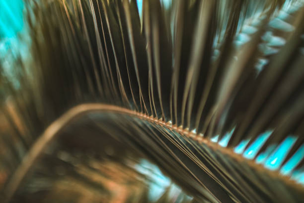 istock Texture of palm branches. Tropical texture. Wallpaper, tropical background 2185120538