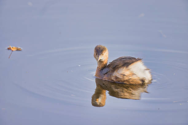 Little Grebe (Tachybaptus ruficollis) swimming across a lake in Winter.