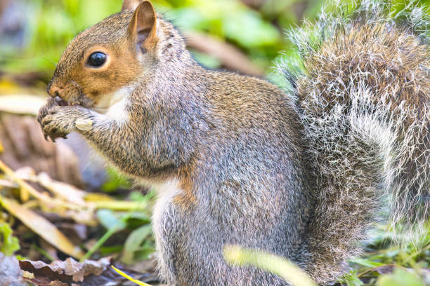 Grey squirrel (Sciurus carolinensis) on the woodland floor eating a nut in Winter.