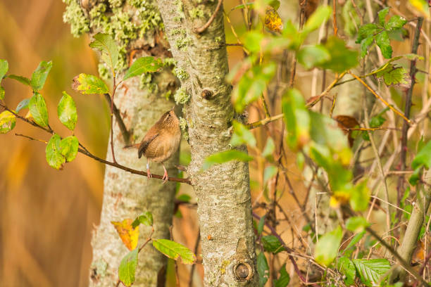 Wren (Troglodytes troglodytes) sitting in Winter undergrowth. Note that it has been ringed.
