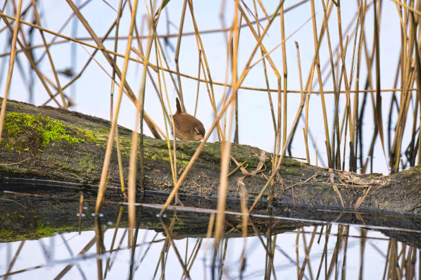 Wren (Troglodytes troglodytes) next to the water's edge. Note that it has been ringed.