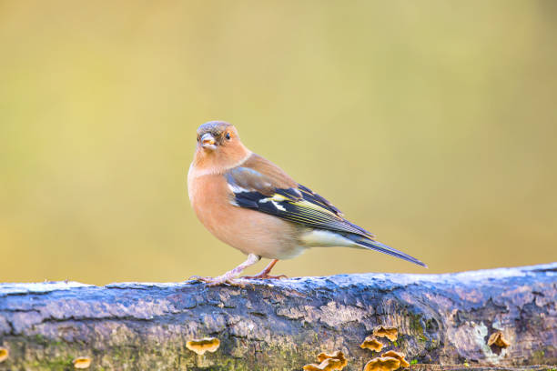 istock Male Chaffinch eating seeds 2185125847