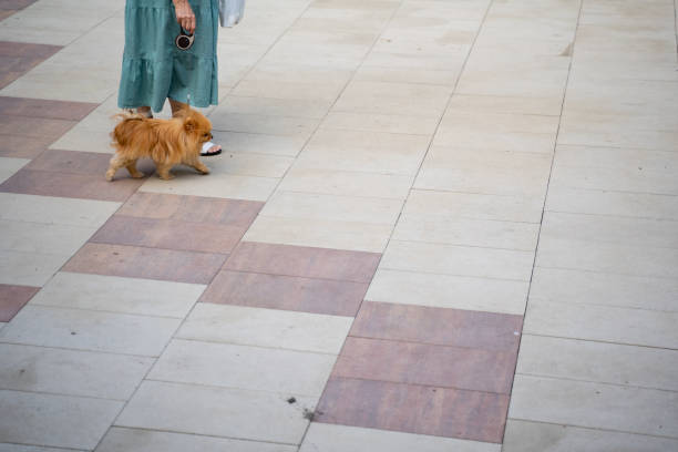 Dog is red.