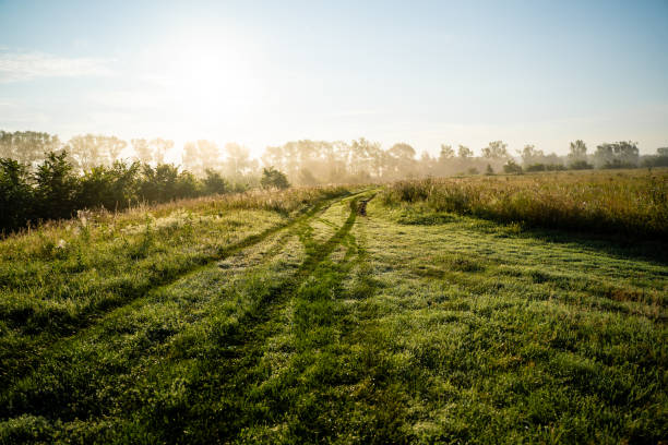 A charming and picturesque dirt road winds gracefully through a vibrant, lush grassy field, framed beautifully by tall trees in the background, creating a stunning and idyllic rural landscape