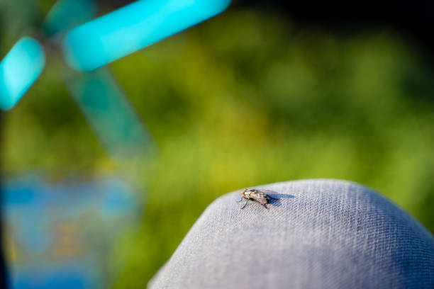 A detailed closeup image capturing a fly perched on a persons foot, showcasing the intricate features of the insect against the textured surface of human skin, surrounded by grass