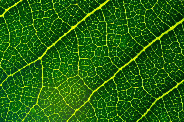Close-up macro texture of leaf,Leaf texture macro. Leaf vein pattern macro photography. Green leaf cells macro. Leaf close-up shot.