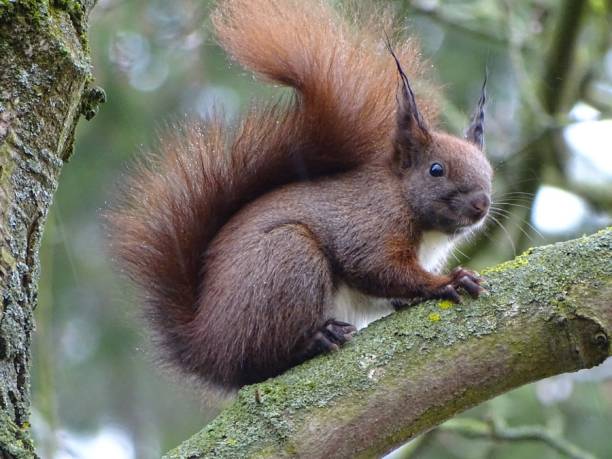 istock Squirrel sits on a branch and looks directly into the camera 2185128476