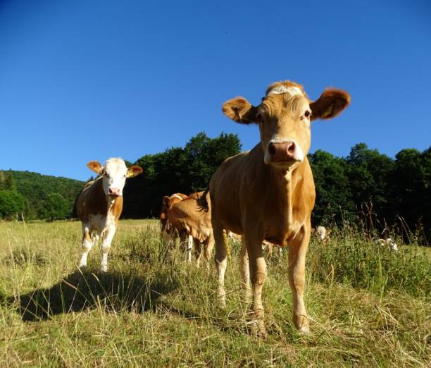 istock Cows come close curiously, portrait in the sunshine 2185129068