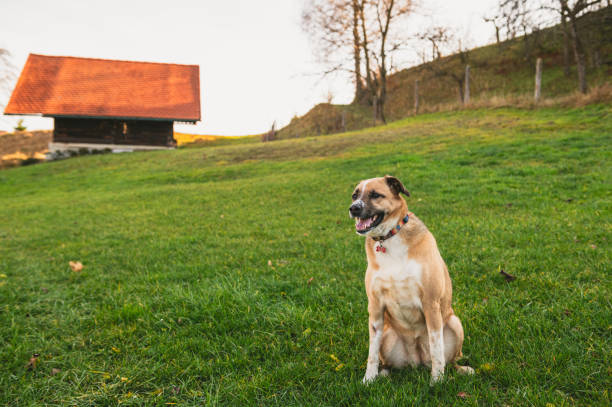 A vertical shot of a happy German shepherd running towards the camera with an old building in the background