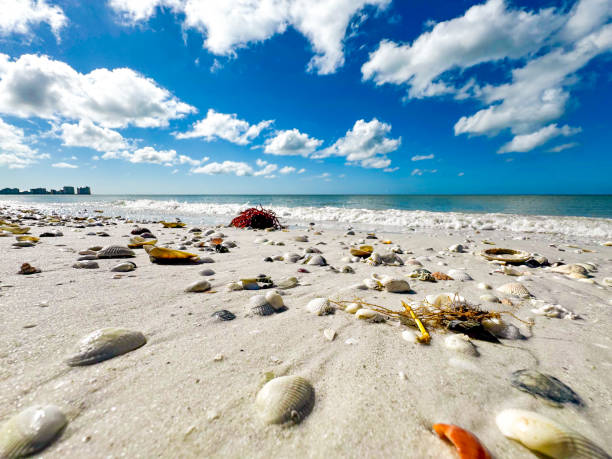 Closeup of beautiful sea shells on a sandy beach on Big Marco Island, Florida A variety of sea shells in the foreground with turquoise blue waters and a bright blue sky seashell island florida stock pictures, royalty-free photos & images