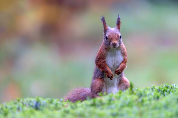 istock Eurasian red squirrel (Sciurus vulgaris) in the forest 2185130571