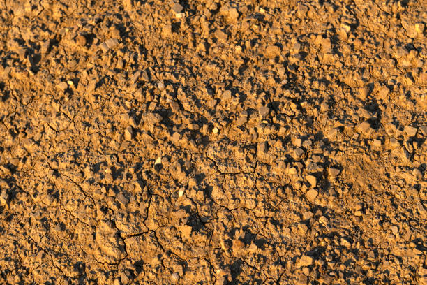 Close-up of cracked, arid soil near a mud volcano, illuminated by warm sunset light. Ideal for environmental, geological, and natural themes.