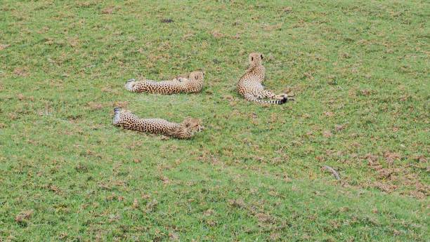 Three cheetahs resting on green grass under overcast skies