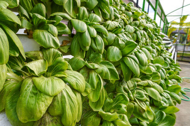 Close-up of hydroponic mustard greens showing signs of damage caused by pests and diseases. Tiny aphids are visible on the leaves, feeding on the plants and causing wilting, discoloration, and stunted growth. The image highlights the challenges of pest management in hydroponic farming systems. Ideal for illustrating agricultural issues, pest infestations, plant health problems, and the importance of integrated pest control methods in modern hydroponic vegetable cultivation