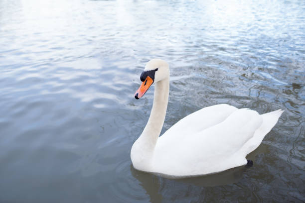 istock An Elegant White Swan Gracefully Swimming on a Calm and Tranquil Lake with Reflection 2185132759