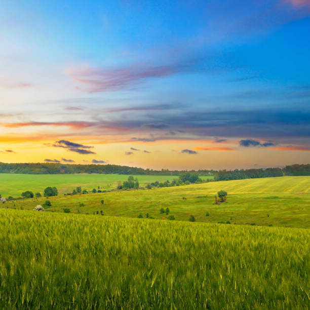 istock Green wheat field and colorful sunrise. 2185134244