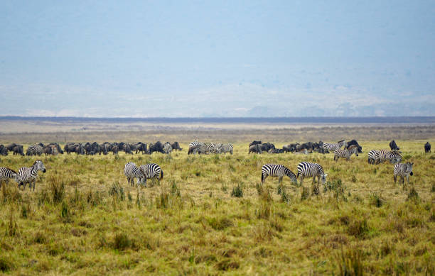 istock tanzania wildlife 2185135380