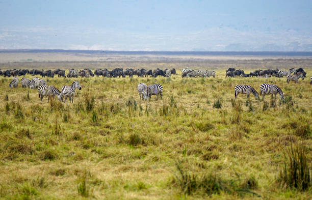 istock tanzania wildlife 2185135389