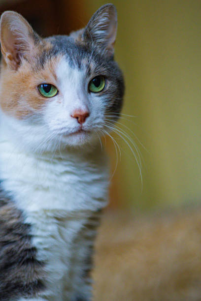 istock Old tabby cat with green eyes relaxing at home. 2185135592