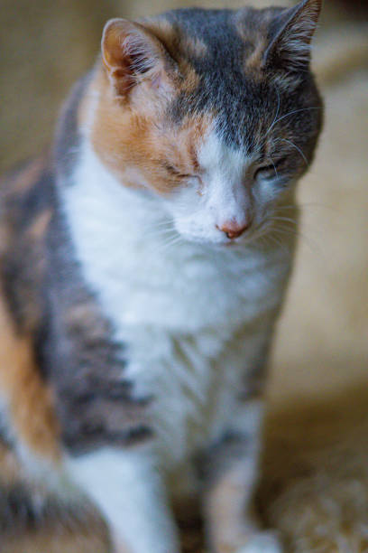 Old tabby cat with green eyes relaxing at home.