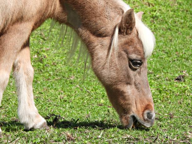 Pony  - profile