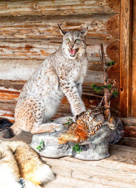 istock Stuffed wild lynx with a partridge in its paws 2185136846