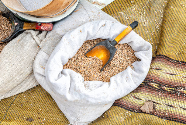 Wheat grain in canvas bags for further processing into flour, closeup. Food supplies. Harvest. Agricultural crop