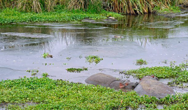 tanzania wildlife