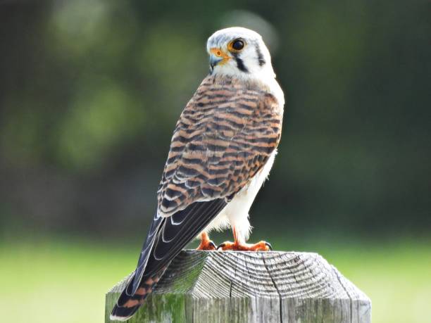 istock American Kestrel (Falco sparverius) - perched on a wood post 2185137291
