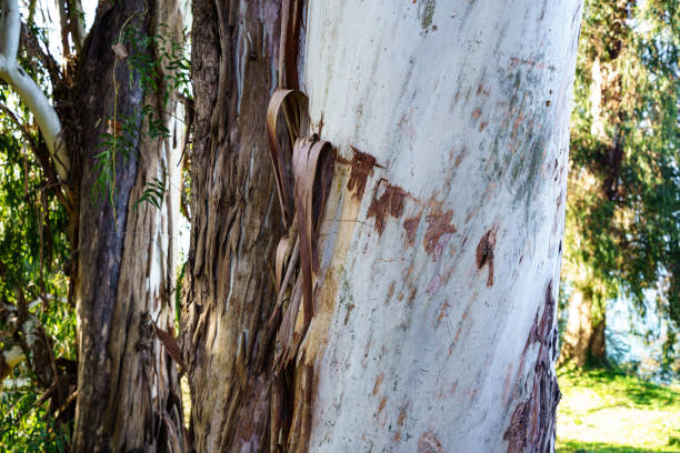 Seasonal removal of eucalyptus peeling bark
